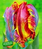 BALDUR-Garten Regenbogen-Tulpen 'Blumex®', 10 Zwiebeln