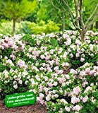 BALDUR-Garten Rhododendron Nugget by Bloombux®,1 Pflanze Rhododendron micranthum
