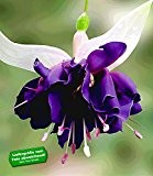 BALDUR-Garten Riesen-Fuchsie "Deep Purple",2 Pflanzen Fuchsia