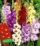 BALDUR-Garten Riesen-Gladiolen-Mix,30 Zwiebeln Gladiolus Mischung