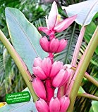 BALDUR-Garten Rosa Zwerg-Banane,1 Pflanze