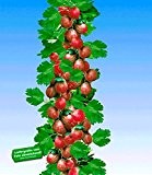 BALDUR-Garten Rote Säulen-Stachelbeeren, 1 Pflanze, Ribes uva-crispa