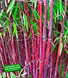 BALDUR-Garten Roter Bambus 'Chinese Wonder', 1 Pflanze