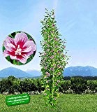 BALDUR-Garten Säulen-Hibiskus "Purple Pillar®",1 Pflanze