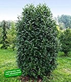 BALDUR-Garten Säulen-Kirschlorbeer "Genolia®",1 Pflanze