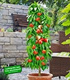 BALDUR-Garten Säulen-Nektarine 'Licecol®', Nektarinenbaum 1 Pflanze Prunus persica