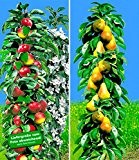 BALDUR-Garten Säulen-Obst Kollektion Birnen & Apfel 2 Pflanzen Birnbaum + Apfelbaum Säulenobst