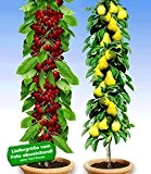 BALDUR-Garten Säulenobst-Duo "Birne & Kirsche",2 Pflanzen