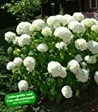 BALDUR-Garten Schneeball-Hortensie "Annabelle";1 Pflanzen