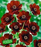 BALDUR-Garten Schokoladen-Blume, 2 Pflanzen Cosmos atrosanguineus