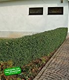 BALDUR-Garten Schwarzgrüner Liguster 'Atrovirens', 1 Pflanze Ligustrum vulgare Atrovirens Heckenpflanze