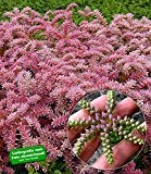 BALDUR-Garten Seestern-Blume, 3 Pflanzen Sedum pulchellum