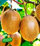 BALDUR-Garten Selbstfruchtende, großfruchtige Kiwi 'Solissimo® renact®', 1 Pflanze Actinidia deliciosa