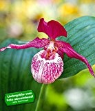 BALDUR-Garten Sibirische Frauenschuh-Orchideen, 1 Pflanze, Cypripedium Ventricosum