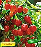 BALDUR-Garten Snack-Tomate Romello F1 2 Pflanzen Kirschtomaten