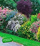 BALDUR-Garten Sommer-Hecken-Kollektion, Blütenhecke, Blühhecke 5 Pflanzen Caryopteris, Hypericum, Deutzia, Spirea und Weigelie