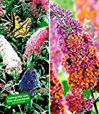 BALDUR-Garten Sommerflieder-Sortiment Buddleia 'Papillion Tricolor' und 'Flower-Power®, 2 Pflanzen Buddleja