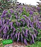 BALDUR-Garten Sommerflieder "Wisteria Lane®" 1 Pflanze Buddleia davidii Schmetterlingsstrauch
