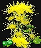 BALDUR-Garten Strahlen-Chrysanthemen 'Goldgelb', 3 Pflanzen Chrysanthemum