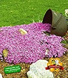 BALDUR-Garten Teppichphlox 'Emerald Pink',winterharter Bodendecker 3 Pflanzen