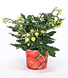 BALDUR-Garten Tomatenpflanze mit Früchten im Papier-Übertopf,1 Pflanze