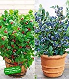 BALDUR-Garten Topf-Heidelbeere "Blue Parfait®"& Topf-Himbeere "Ruby Beauty®" 2 Pflanzen