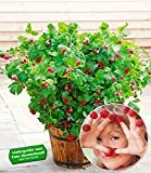 BALDUR-Garten Topf-Himbeere Ruby Beauty® 1 Pflanze Himbeeren für Töpfe und Kübel