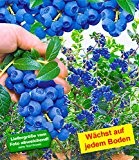 BALDUR-Garten Trauben-Heidelbeere 'Reka® Blue', 1 Pflanze, Vaccinium corymbosum