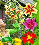 BALDUR-Garten Tree-Lilies®-Kollektion, Baumlilien Mischung, 6 Stück Lilium
