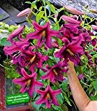BALDUR-Garten Tree-Lily® "Purple Prince" 3 Knollen Baumlilien bis zu 2 Meter hoch