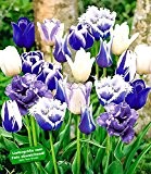 BALDUR-Garten Tulpen-Mix 'Blue Blend', 10 Zwiebeln