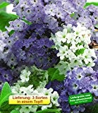 BALDUR-Garten Vanille-Trio,2 Töpfe Vanilleblume Heliotropium arborescens Duftpflanze für Balkon und Beet