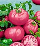 BALDUR-Garten Veredelte Fleisch-Tomate "Fuji Pink",2 Pflanzen Tomatenpflanze