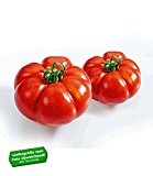 BALDUR-Garten Veredelte Fleisch-Tomate "Martin" F1,2 Pflanzen Tomatenpflanzen