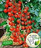 BALDUR-Garten Veredelte Kirschtomate "Pepe" F1,2 Pflanzen Tomatenpflanze Snacktomate