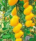 BALDUR-Garten Veredelte Pflaumen-Tomate "Dolly" F1,2 Pflanzen Tomatenpflanze Snacktomate