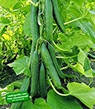 BALDUR-Garten Veredelte Salatgurke "Phönix®",2 Pflanzen Gurkenpflanze Schlangengurke Salatgurke