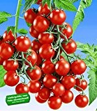 BALDUR-Garten Veredelte Snack-Tomate "Lupitas" F1,2 Pflanzen Tomatenpflanze Snacktomate Naschtomate