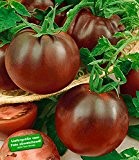 BALDUR-Garten Veredelte Stab-Tomate "Kakao" F1,2 Pflanzen Tomatenpflanzen