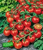 BALDUR-Garten Veredelte Strauch-Tomate "Sparta" F1,2 Pflanzen Tomatenpflanze