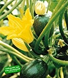 BALDUR-Garten Veredelte Zucchini "Eight Ball" F1,2 Pflanzen Cucurbita pepo