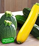 BALDUR-Garten Veredelte Zucchini-Kollektion,3 Pflanzen Cucurbita Gemüsepflanzen