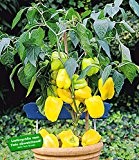 BALDUR-Garten Veredelter Gelber Snack-Paprika,1 Pflanze Capsicum annum Naschpaprika gelb