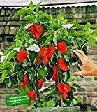 BALDUR-Garten Veredelter Roter Snack-Paprika,1 Pflanze Capsicum annum Naschpaprika rot