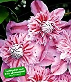 BALDUR-Garten Waldrebe Clematis 'Josephine TM Evijohill N', 1 Pflanze