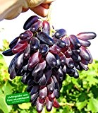 BALDUR-Garten Weinreben Tafeltrauben 'Souvenir®' dattelförmig, 1 Pflanze, Vitis vinifera