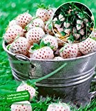 BALDUR-Garten Weiße Ananas-Erdbeere 'Natural White®', 3 Pflanzen & 1 Pflanze Senga Sengana, Fragaria
