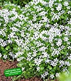 BALDUR-Garten Weiße winterharte Isotoma "White Splash",3 Pflanzen blühender Bodendecker