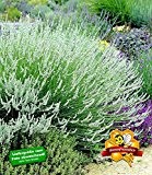 BALDUR-Garten Weißer Lavendel, 3 Pflanzen Lavandula