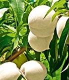 BALDUR-Garten Weißer Pfirsich Fruit Me® "Icepeach" F1,1 Pflanze